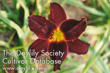 Daylily American Revolution